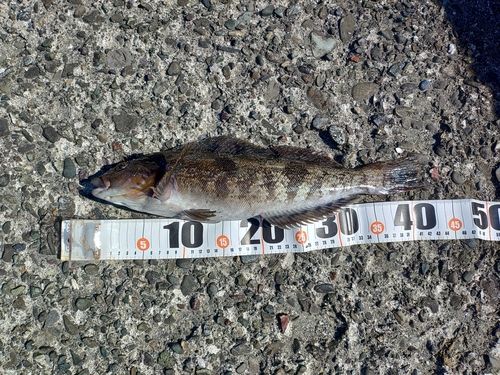 アブラコの釣果