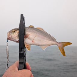 ショゴ