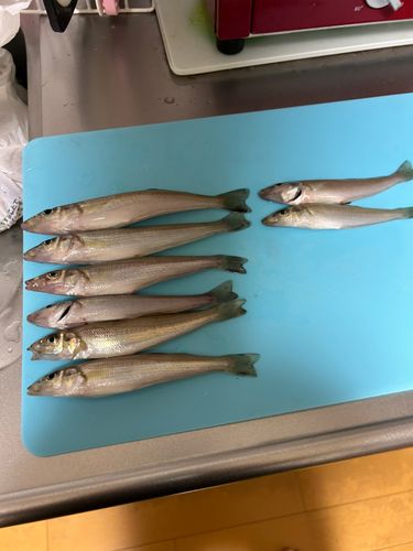 キスの釣果