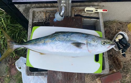 ワラサの釣果