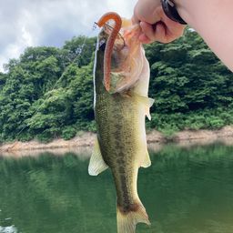 ブラックバス