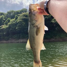 ブラックバス