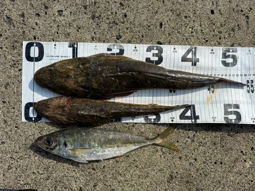 マゴチの釣果