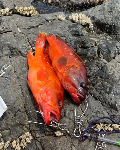 アカハタの釣果