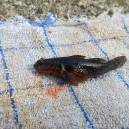 シモフリシマハゼ