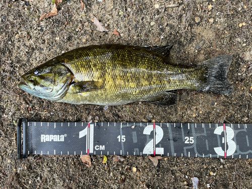 スモールマウスバスの釣果