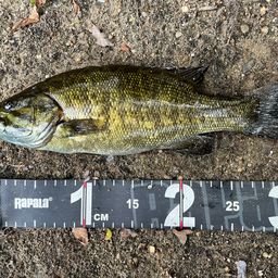 スモールマウスバス