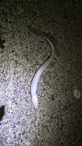 アナゴの釣果
