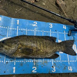 スモールマウスバス