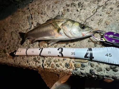 シーバスの釣果