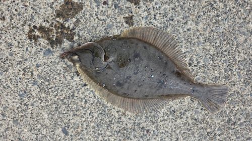 マガレイの釣果