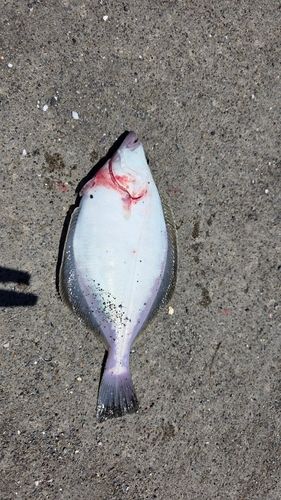 ソウハチの釣果