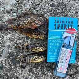タケノコメバル
