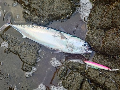 ソウダガツオの釣果