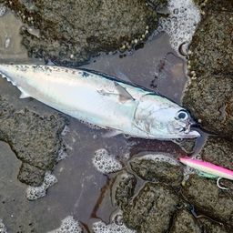 ソウダガツオ