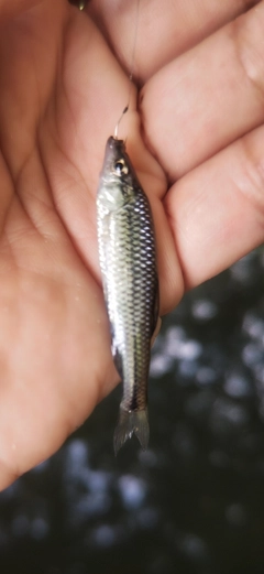 クチボソの釣果