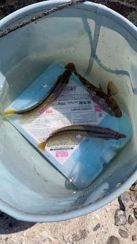 ベラの釣果