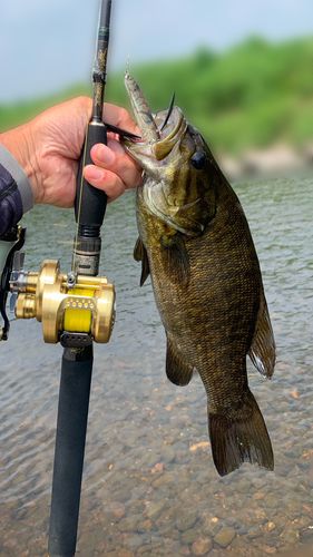 スモールマウスバスの釣果