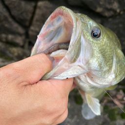 ブラックバス