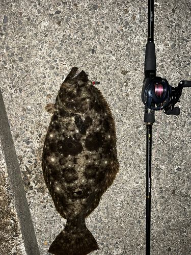 ヒラメの釣果