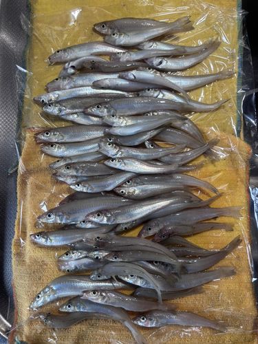 キスの釣果