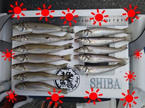 キスの釣果