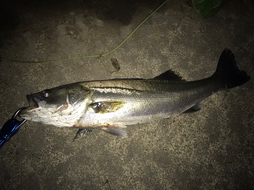 スズキの釣果