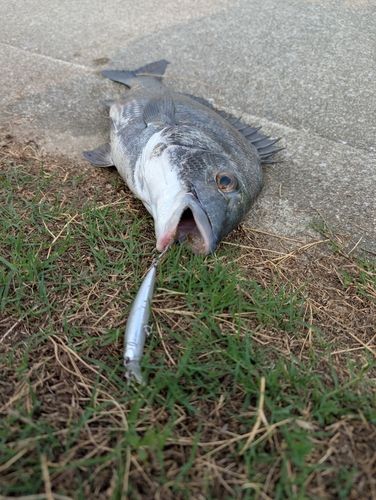 クロダイ