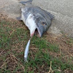 クロダイ