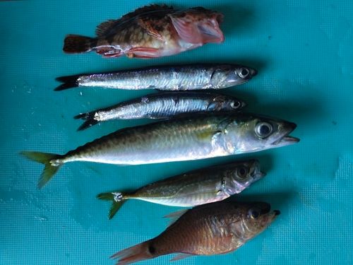 クロホシイシモチの釣果