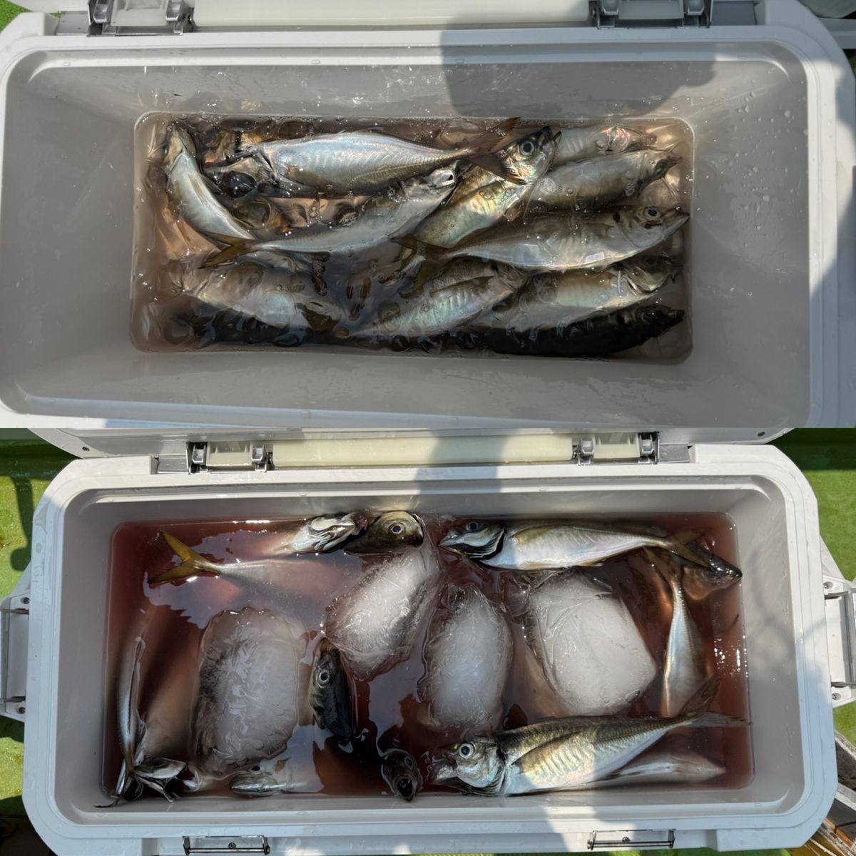 政信丸さんの釣果 3枚目の画像