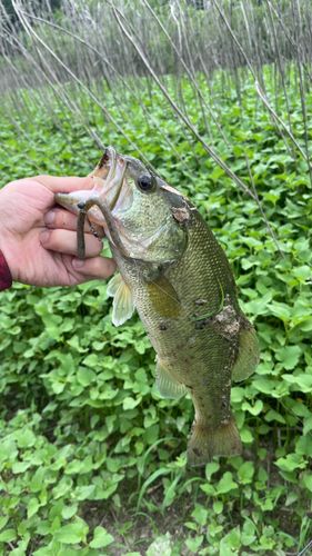 ブラックバスの釣果