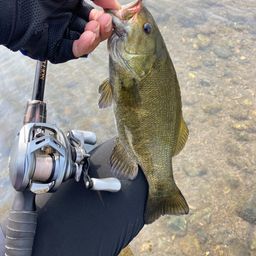 スモールマウスバス