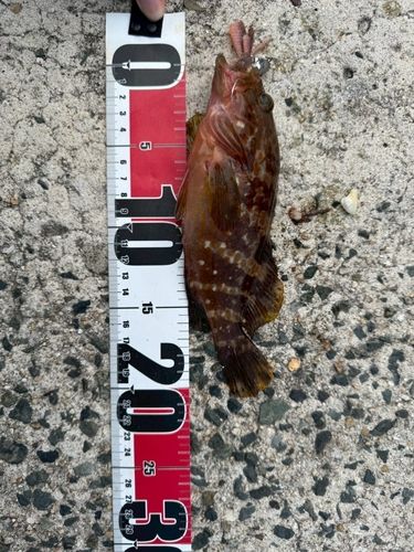 アコウの釣果