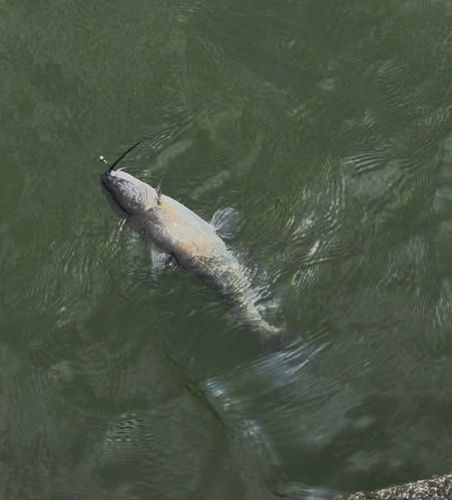 アメリカナマズの釣果