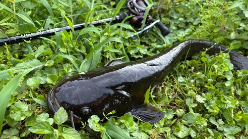 ナマズの釣果