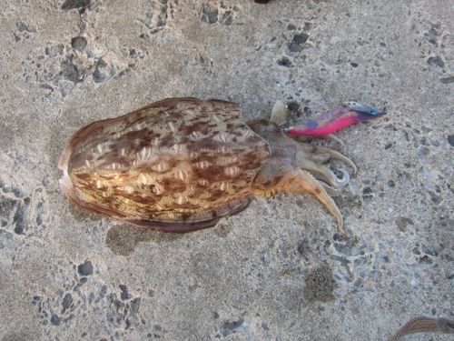 モンゴウイカの釣果