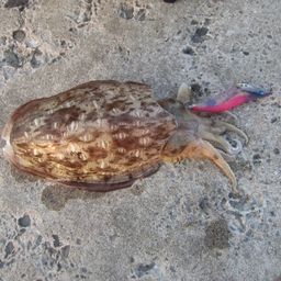モンゴウイカ