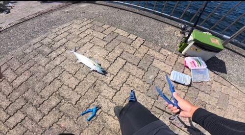 サゴシの釣果
