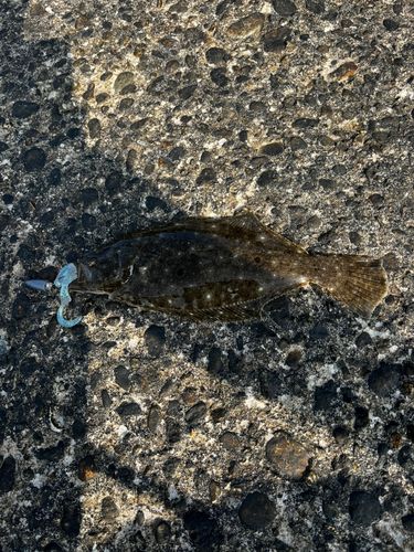 ヒラメの釣果