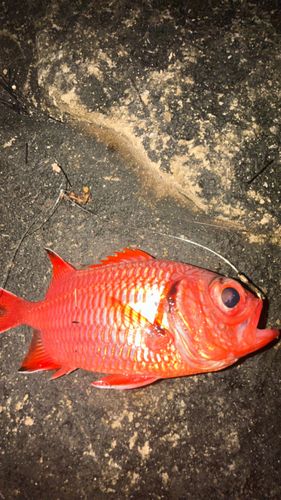 アカマツカサの釣果