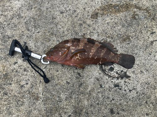 キジハタの釣果