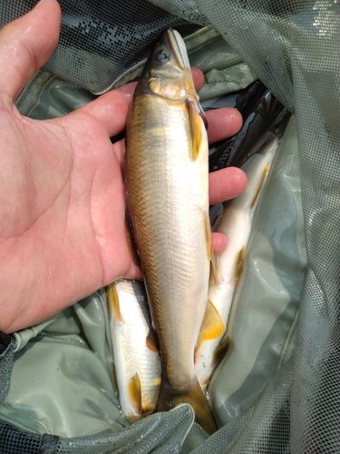 アユの釣果