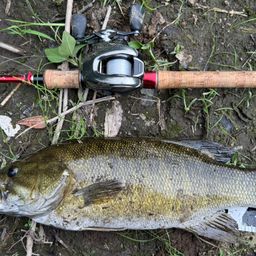 スモールマウスバス