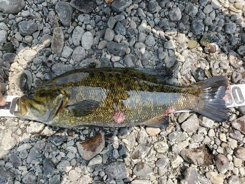 スモールマウスバスの釣果