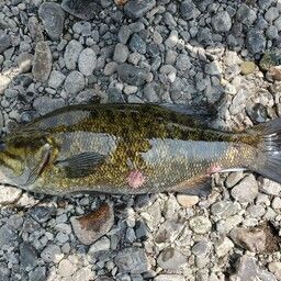 スモールマウスバス