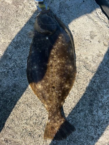 ヒラメの釣果
