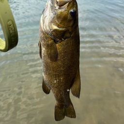 スモールマウスバス