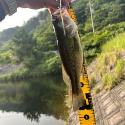 ブラックバス