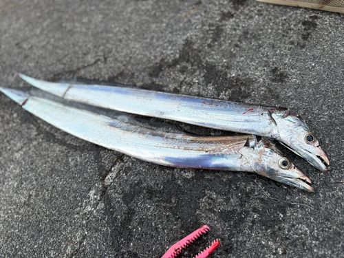 タチウオの釣果